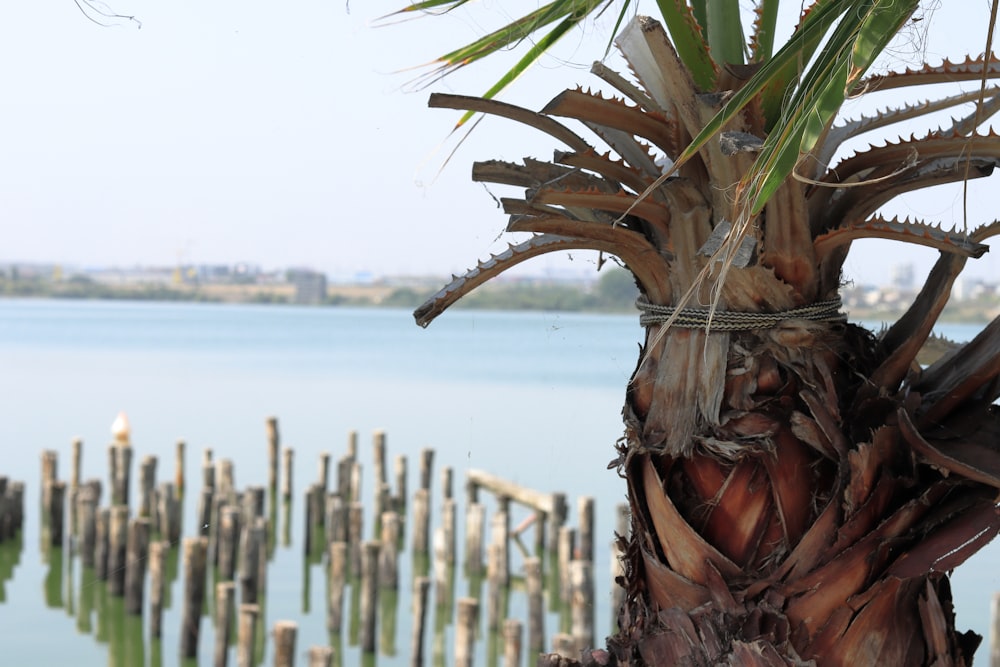 a palm tree next to a body of water