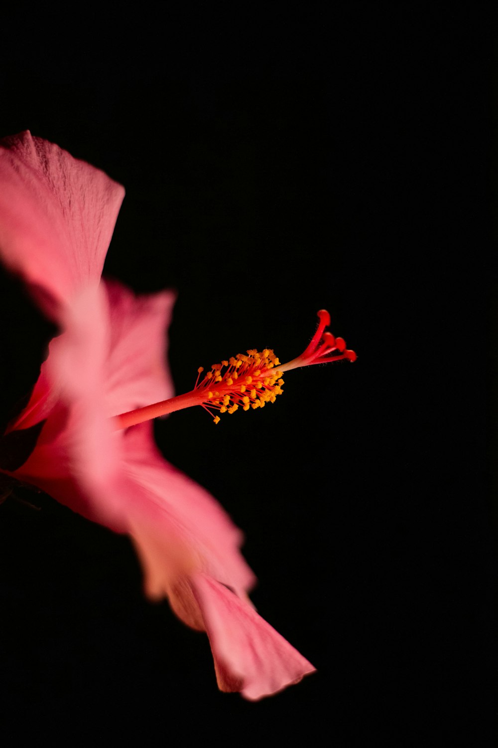 a pink flower with a black background