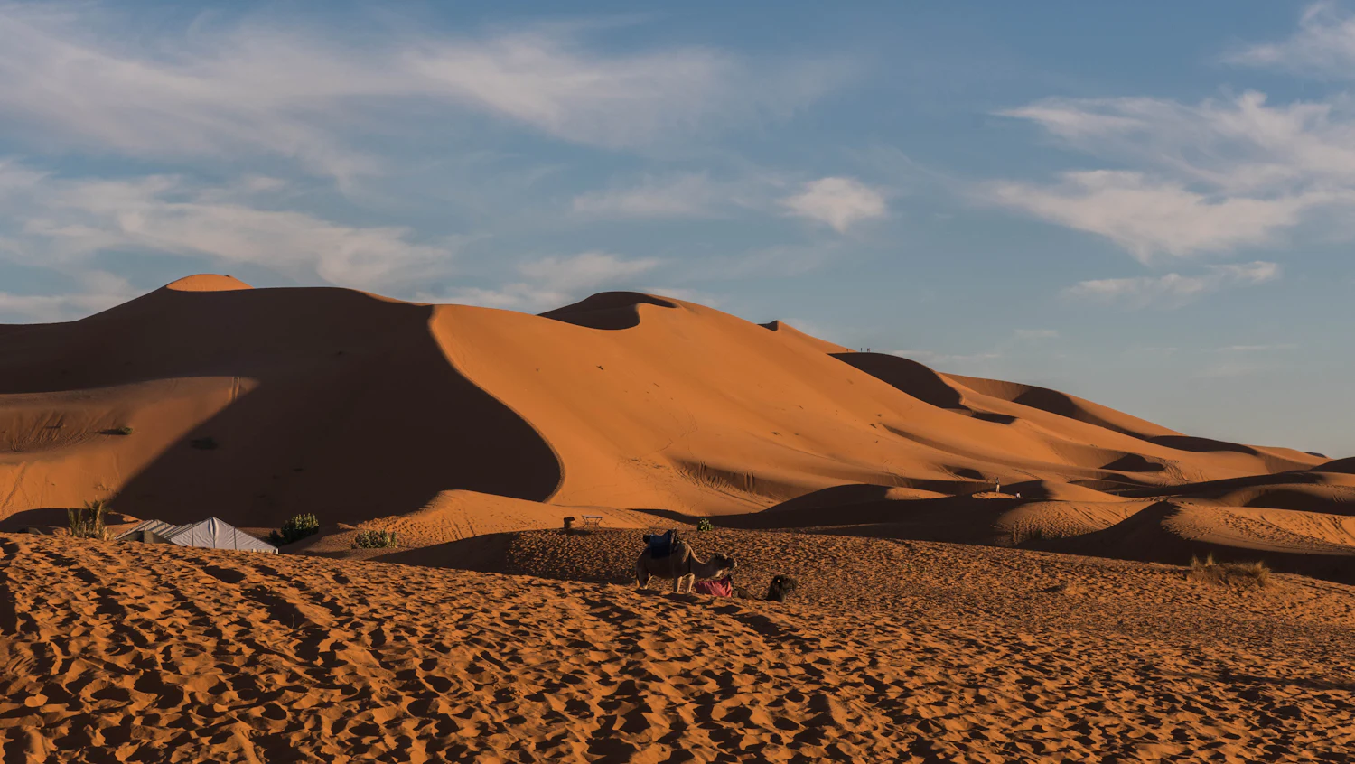 Camel caravan crossing the Erg Chebbi dunes near Merzouga at sunset