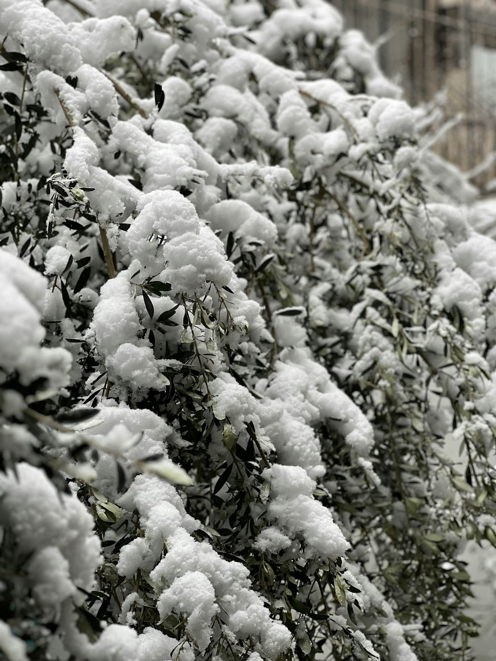 a tree covered in snow next to a building