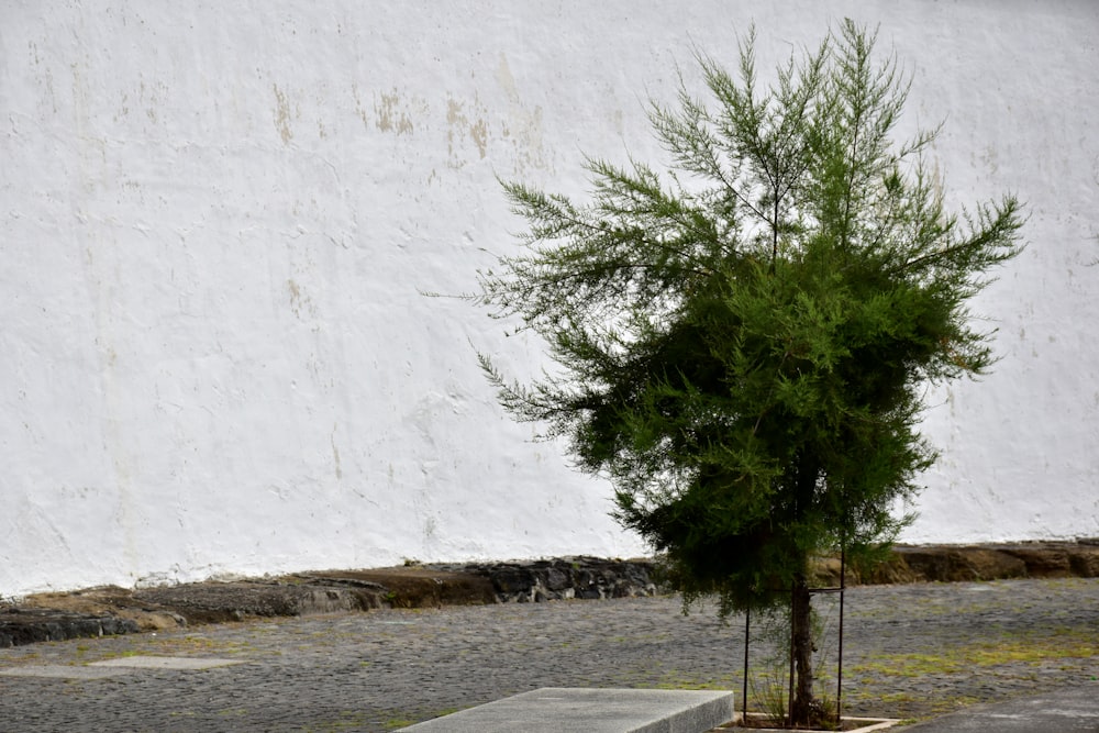 a lone tree in front of a white wall