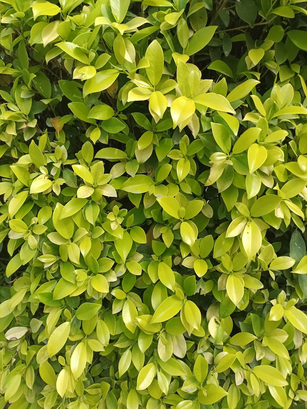 Un primo piano di un cespuglio con foglie verdi