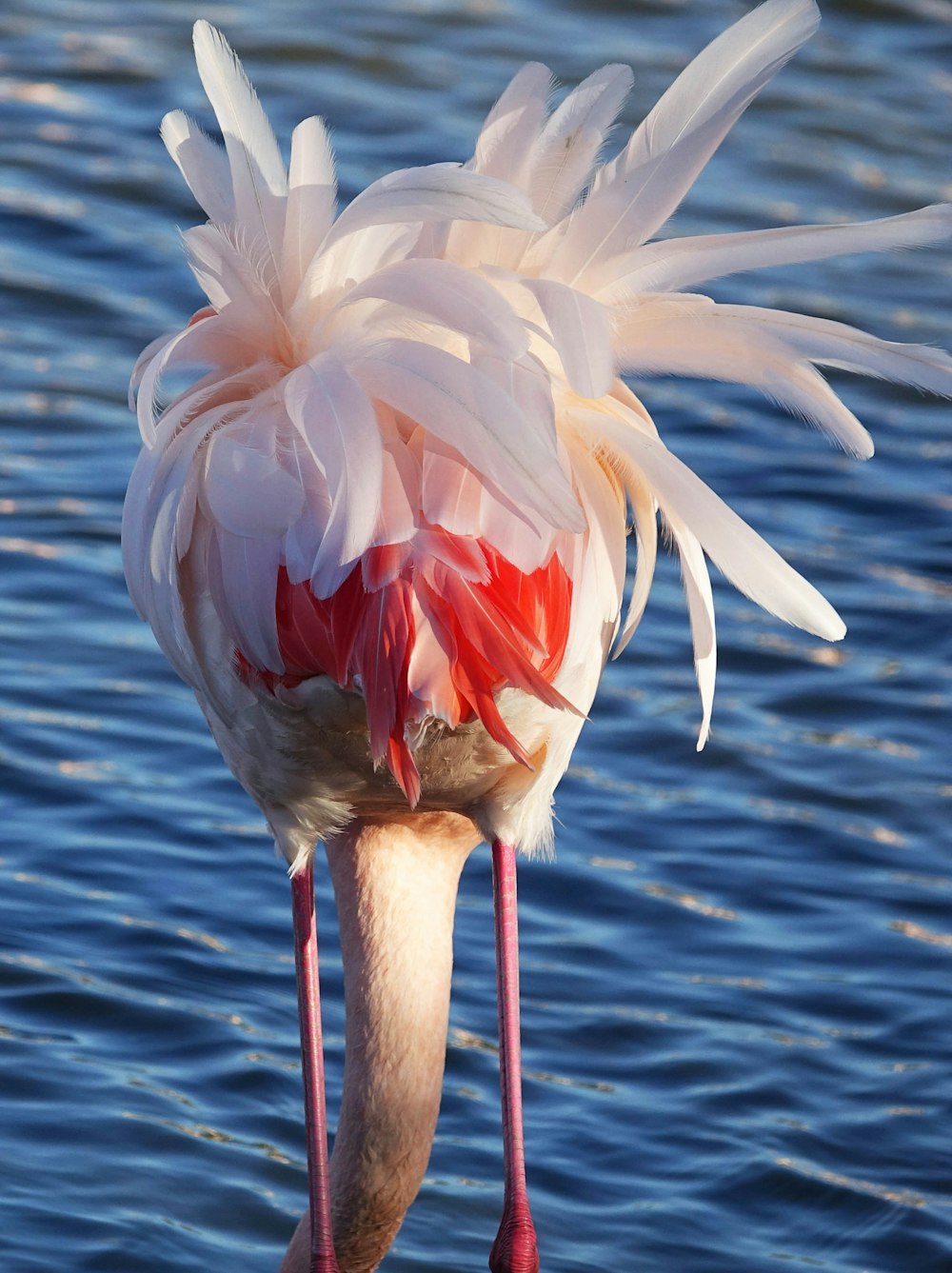 a flamingo with its head in the water