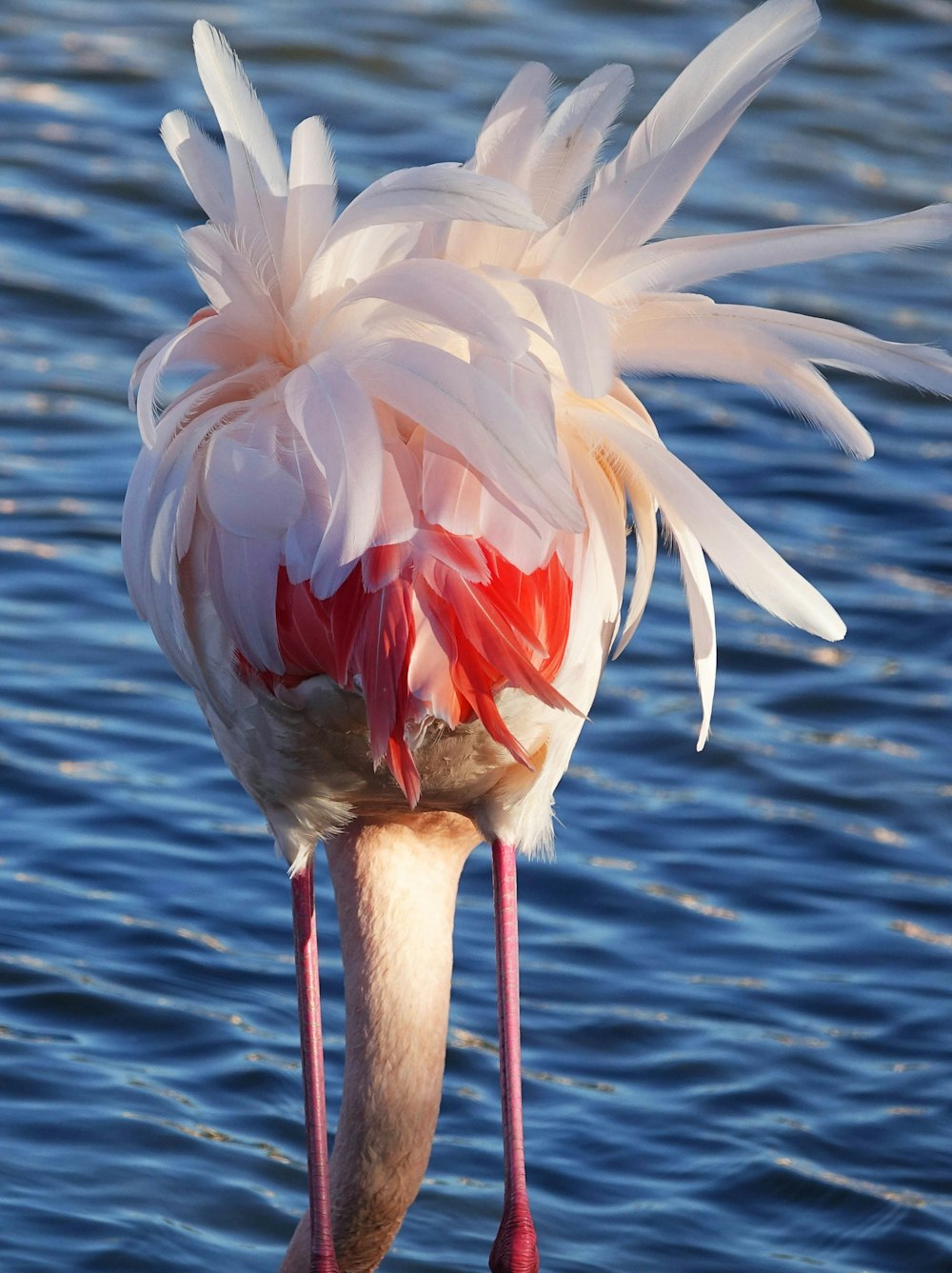 Ein Flamingo mit dem Kopf im Wasser