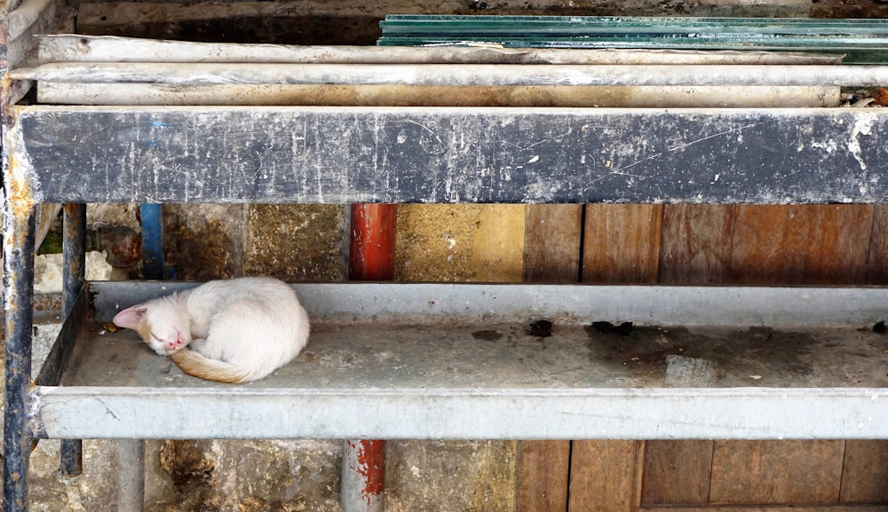 a white mouse sitting on top of a wooden shelf