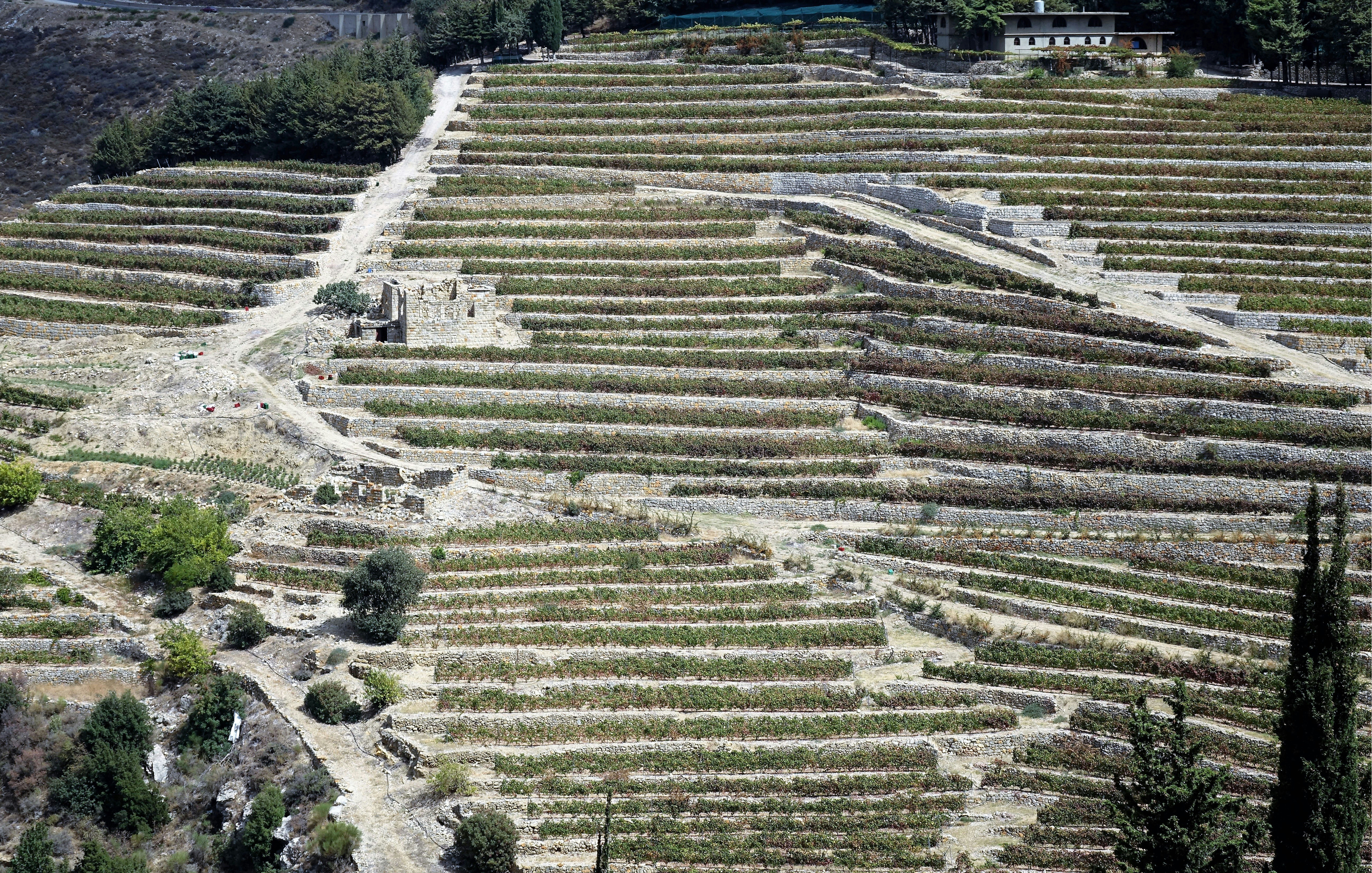 Más allá de Rioja: seis denominaciones que te van a hacer quedar como un sabio en la próxima cena