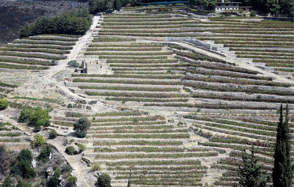 a hillside with a lot of plants growing on it