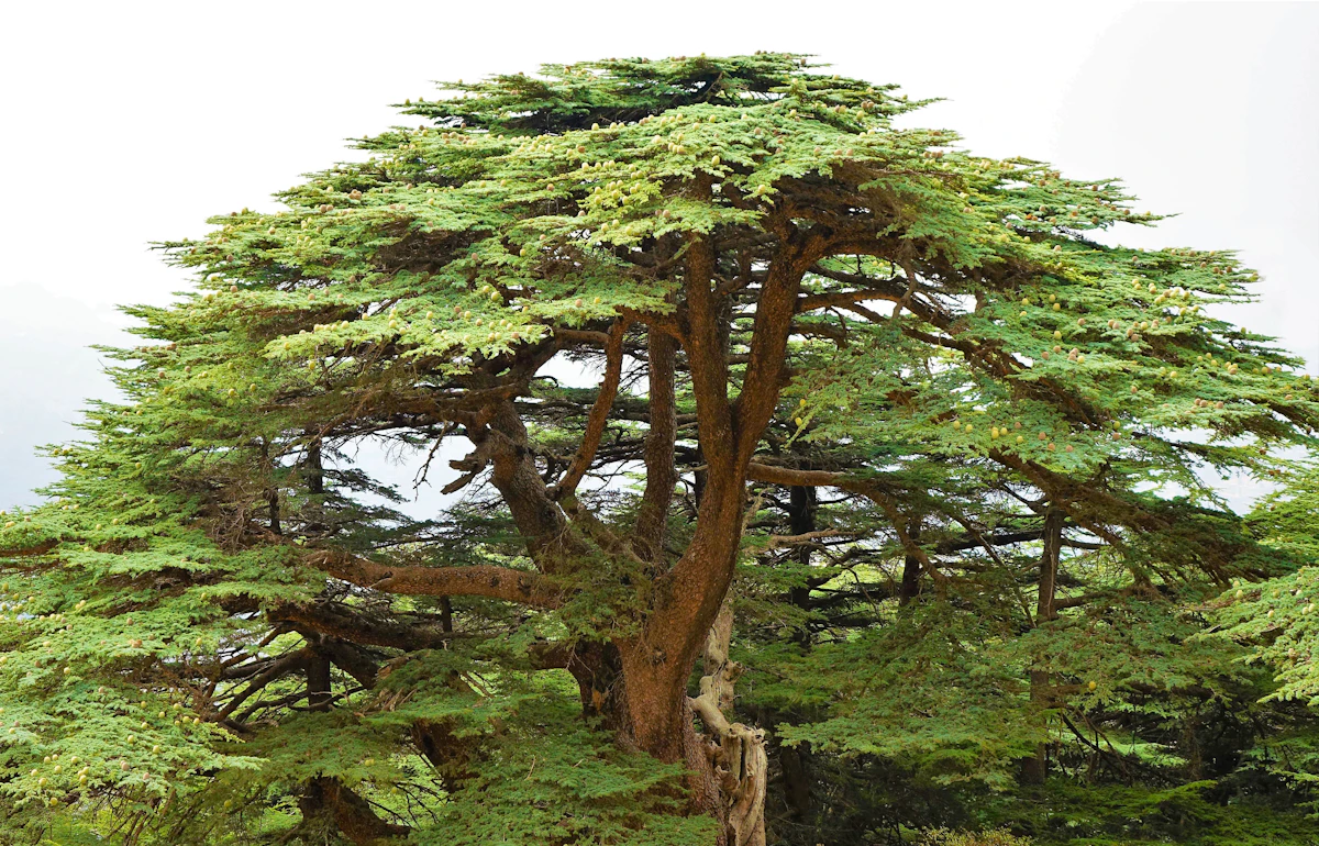 The Cedar of God
