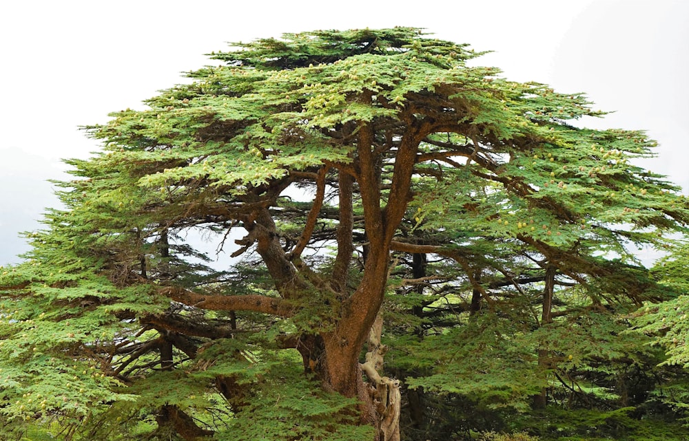 a very tall tree with lots of green leaves