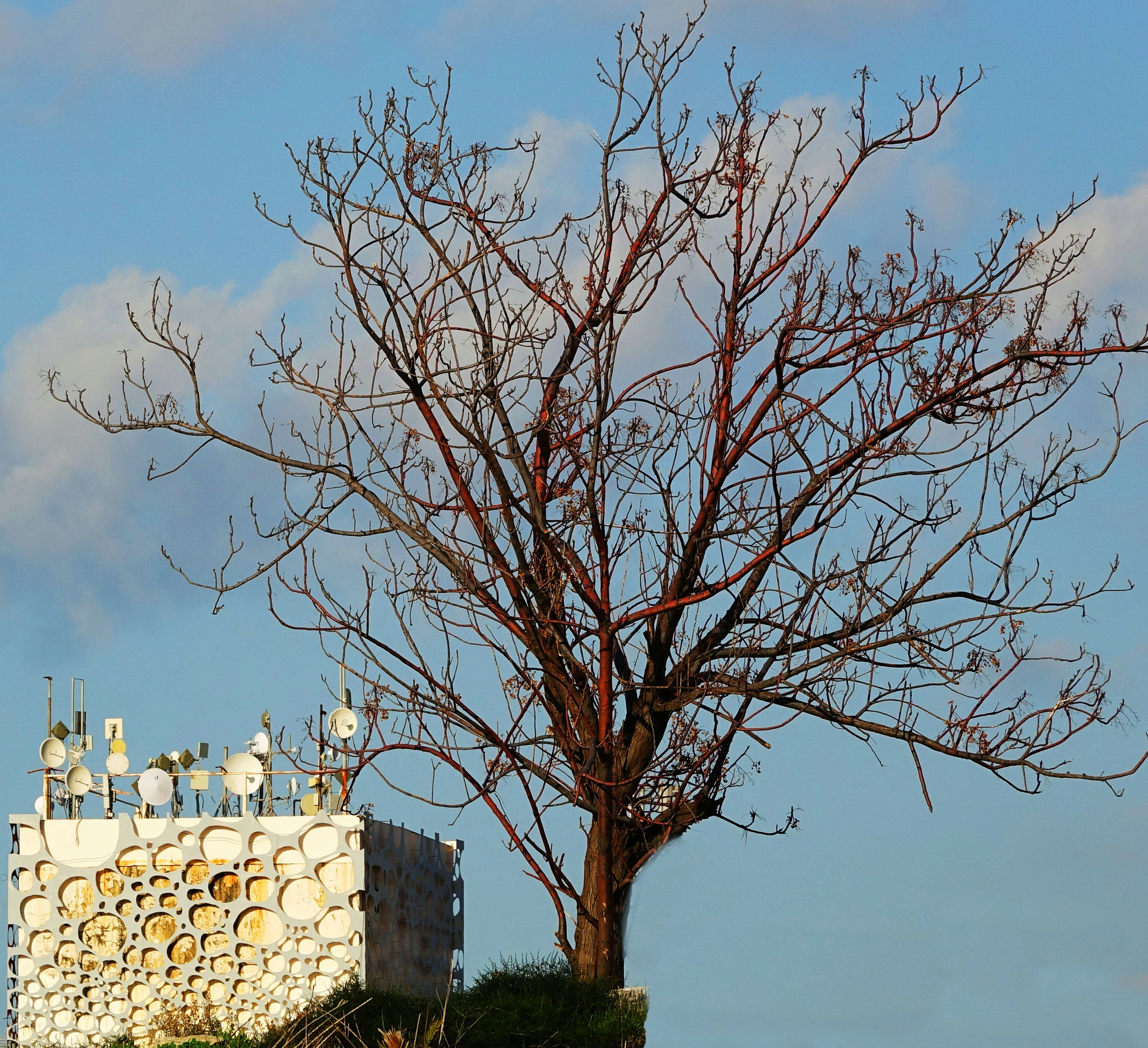 Ein Vogelschwarm sitzt auf einem Baum
