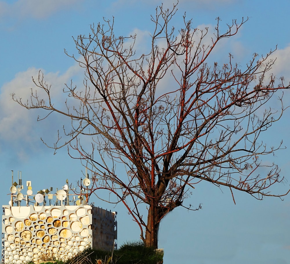 a flock of birds sitting on top of a tree