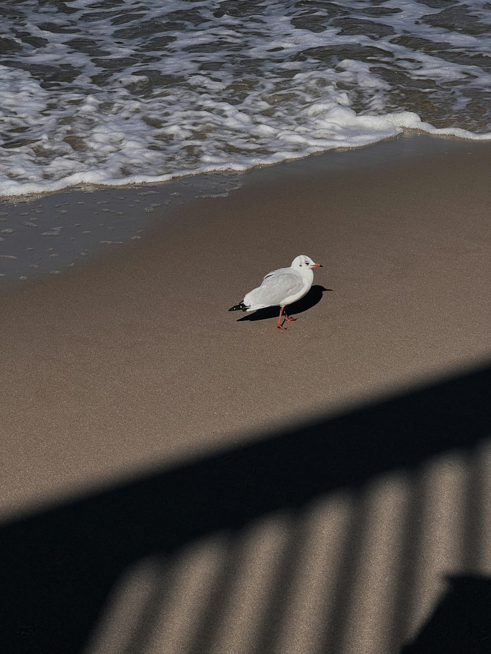 a seagull standing on a beach next to the ocean