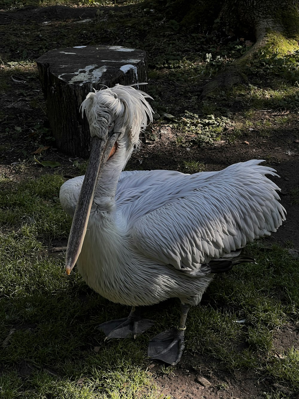 a pelican sitting on the ground in the grass