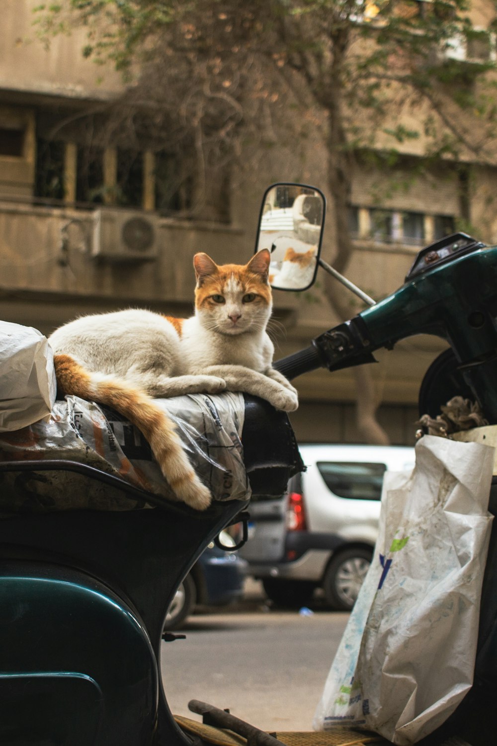 an orange and white cat laying on the back of a moped