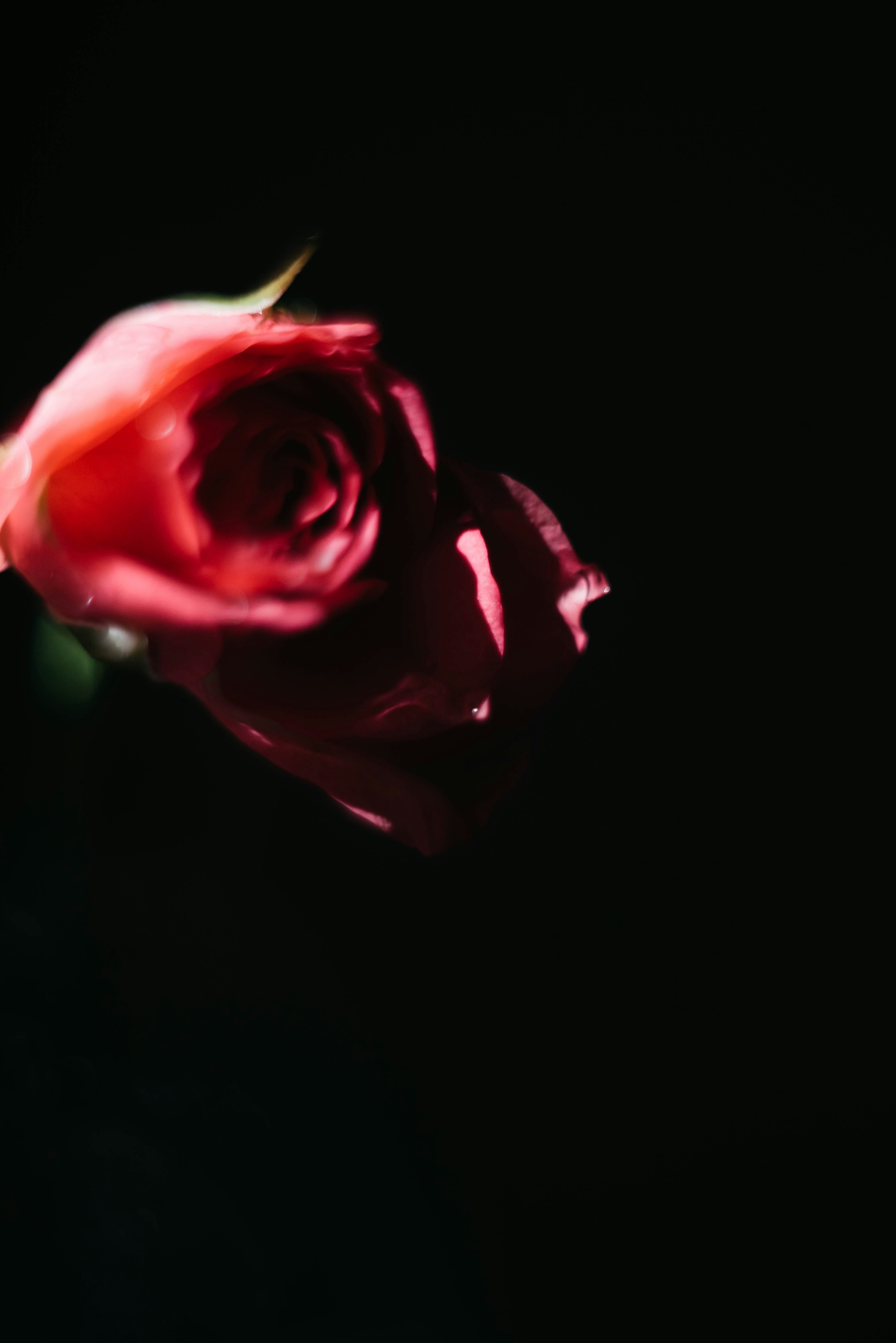 Una sola rosa roja sobre un fondo negro