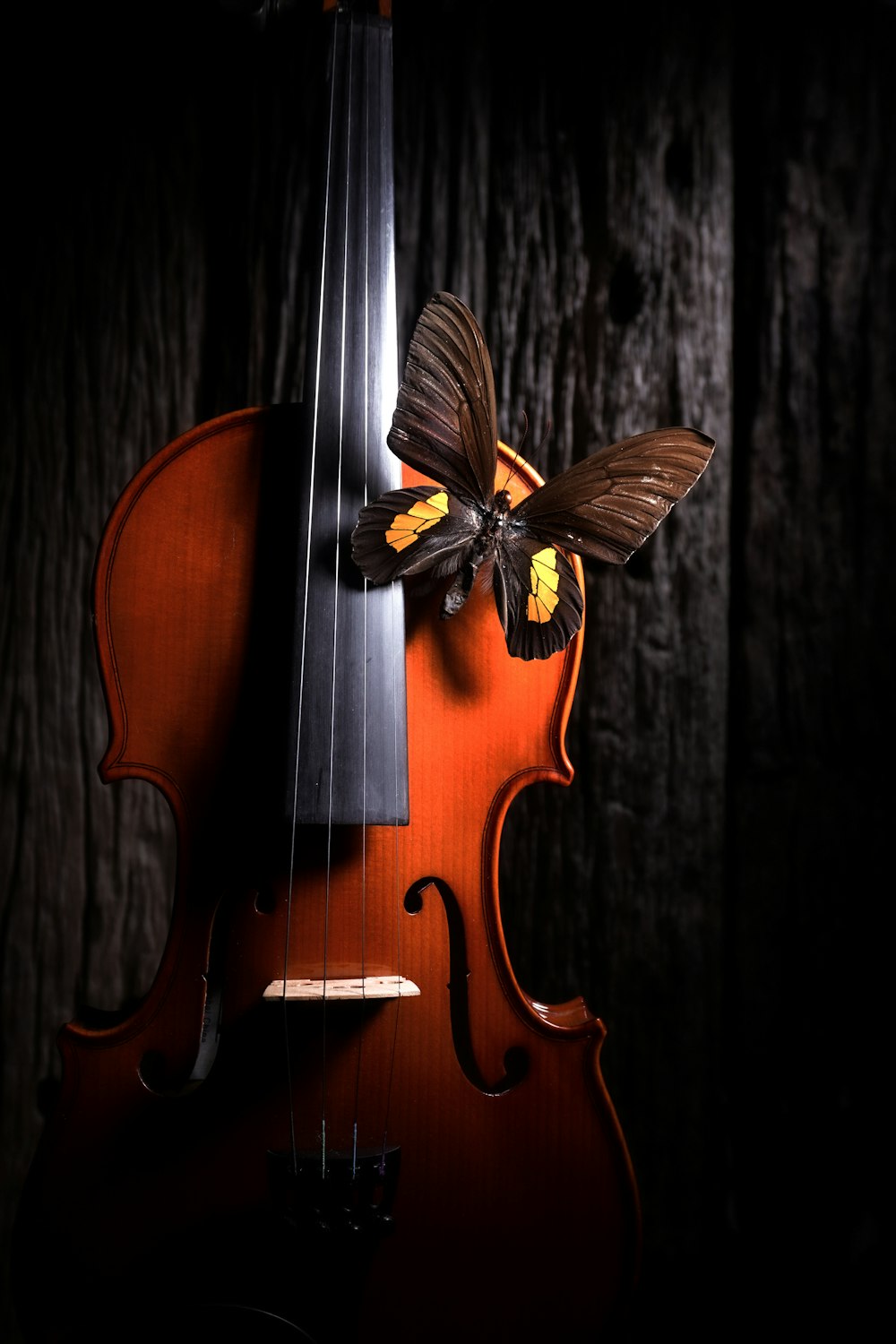 a butterfly sitting on top of a violin
