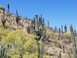 A desert landscape features numerous tall, green saguaro cacti on a hill sloping upward. The terrain is arid, with sparse low-lying vegetation and patches of yellow flowering plants. The sky is clear and bright blue, casting a vibrant backdrop for the cacti.