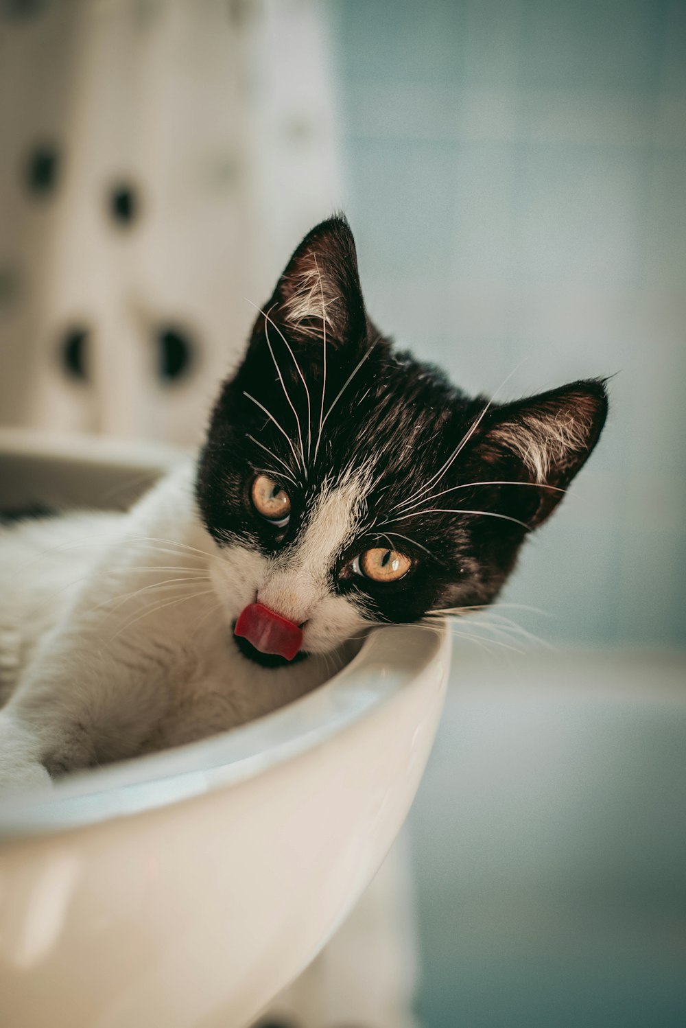 a black and white cat sticking its tongue out