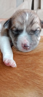 A newborn puppy is resting with its eyes closed, highlighting its small pink nose and paws. The brown and white fur is soft, and the puppy is snuggled against another surface of similar color and texture, possibly its mother's fur.