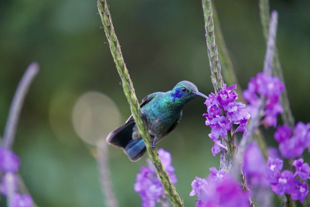 a small bird perched on top of a purple flower