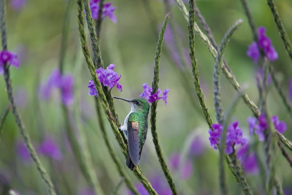 a hummingbird perches on a branch with purple flowers