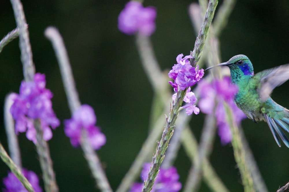 Un colibrí encaramado en la cima de una flor púrpura