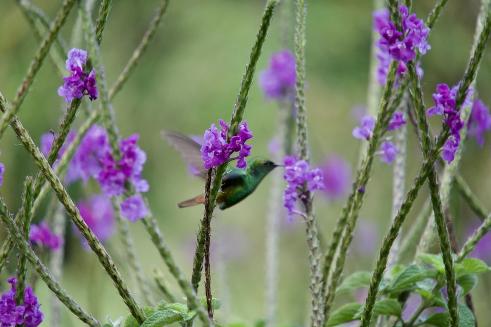 a hummingbird sitting on a branch with purple flowers