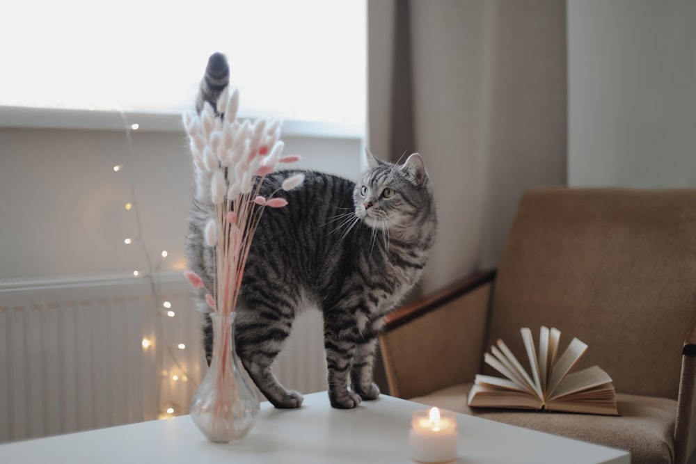 a cat standing on top of a table next to a book