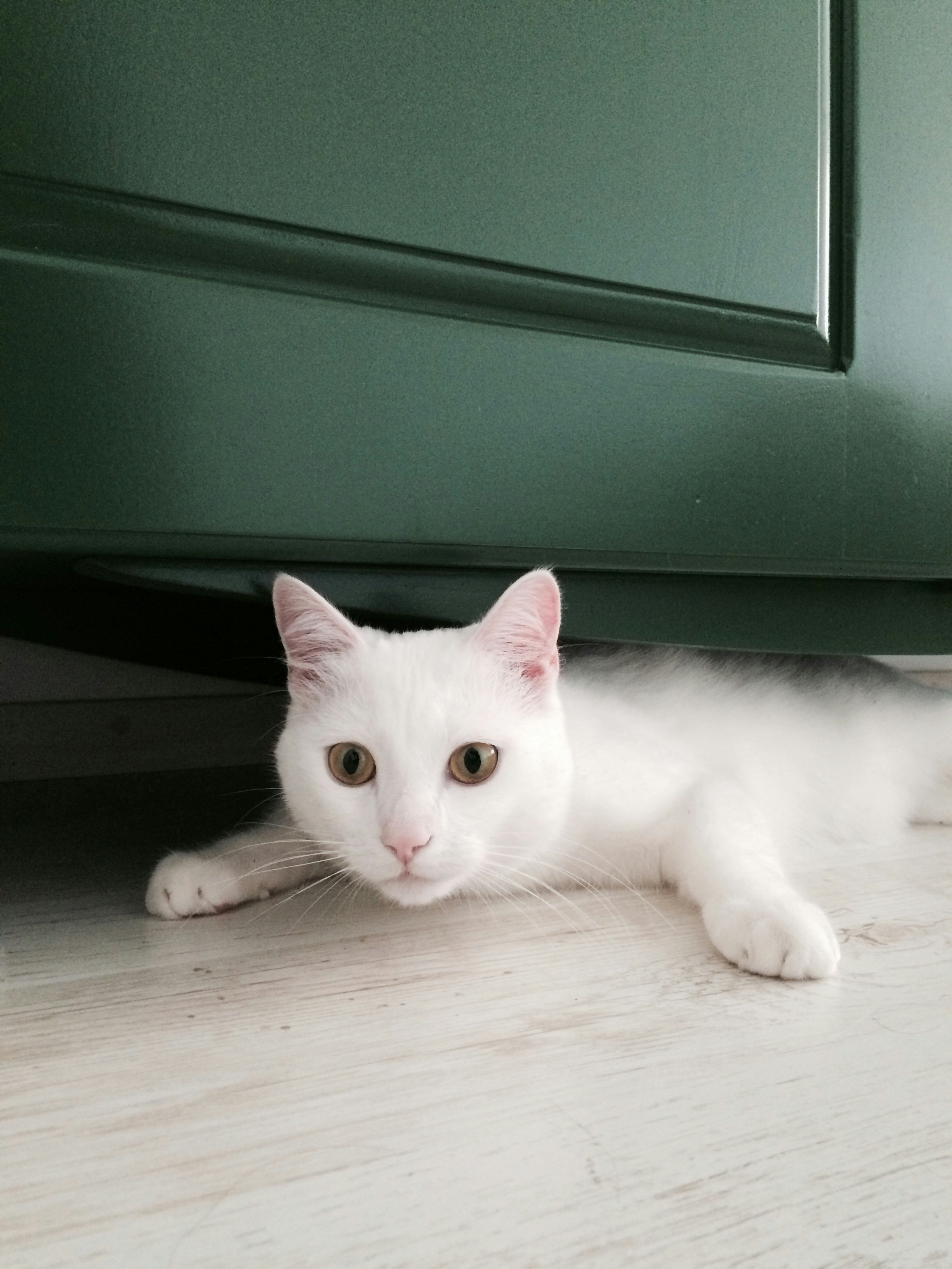 Eine weiße Katze liegt unter einem grünen Schrank
