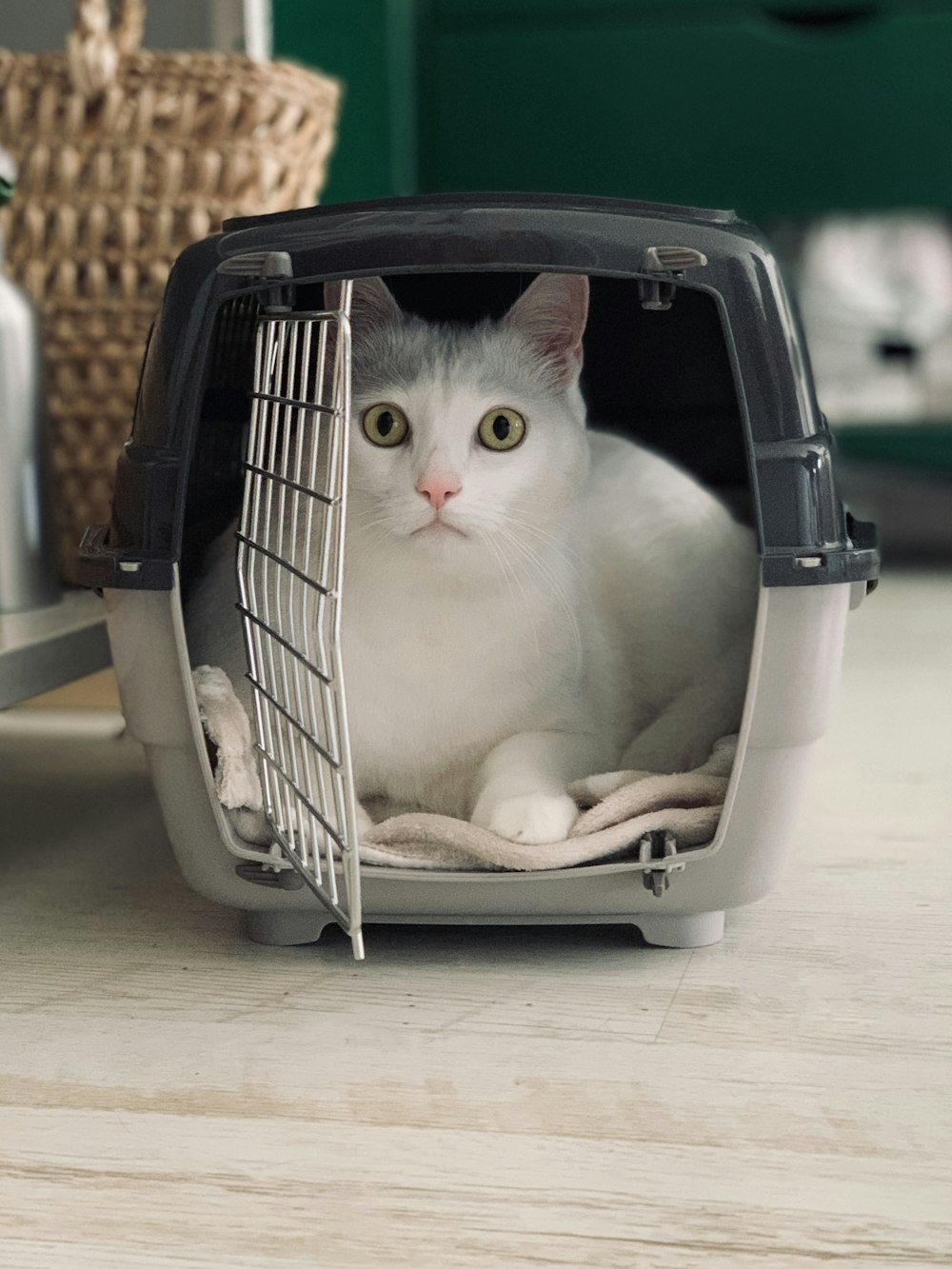 a white cat sitting inside of a cage