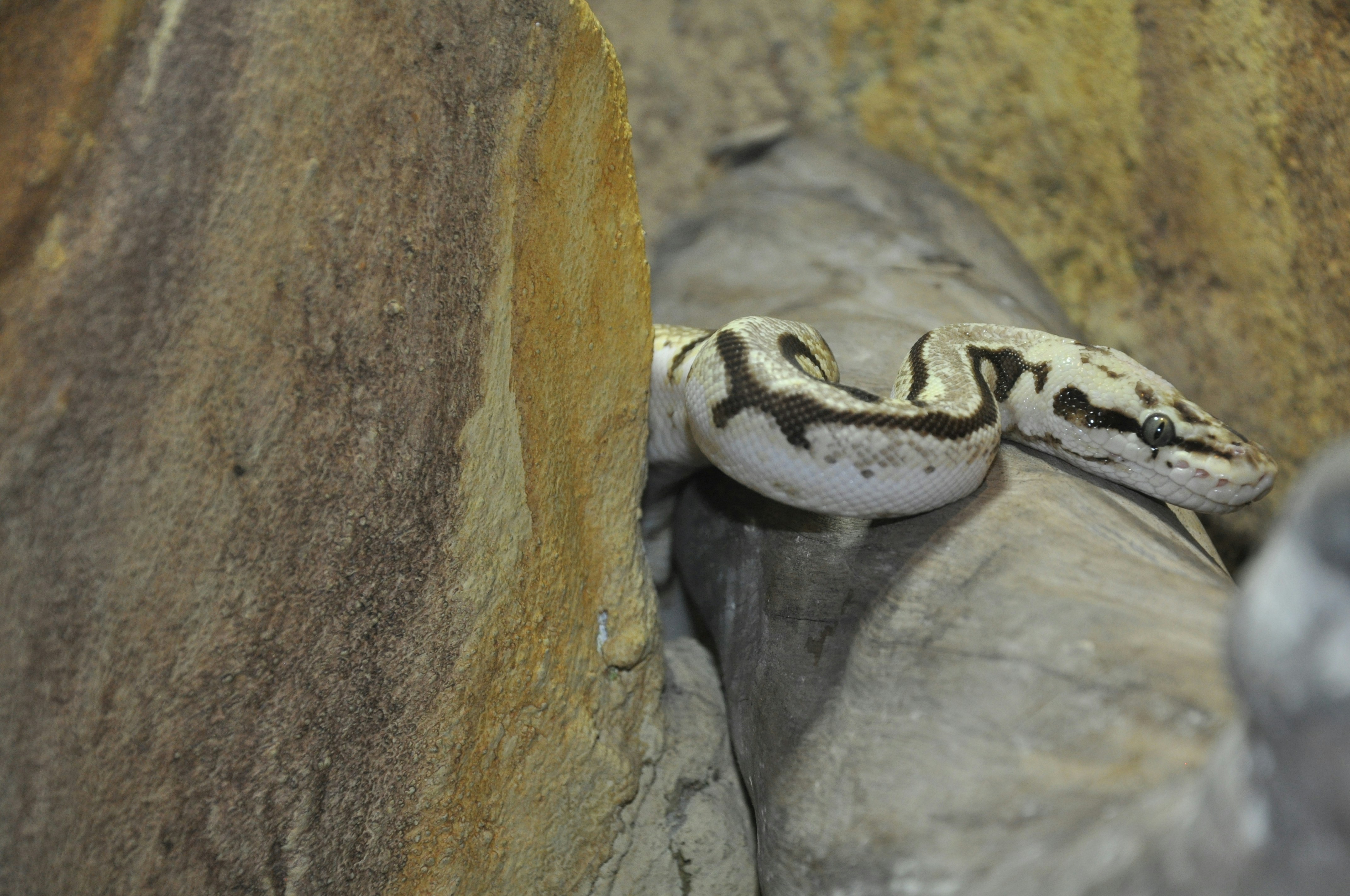 Un serpente bianco e marrone è su una roccia
