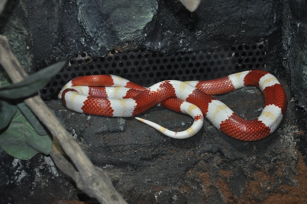 a red and white snake laying on a rock