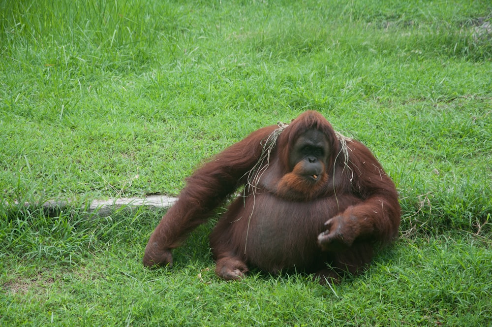 an oranguel sitting on the ground eating grass