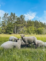 A group of sheep grazing peacefully on a lush green field under a clear blue sky.