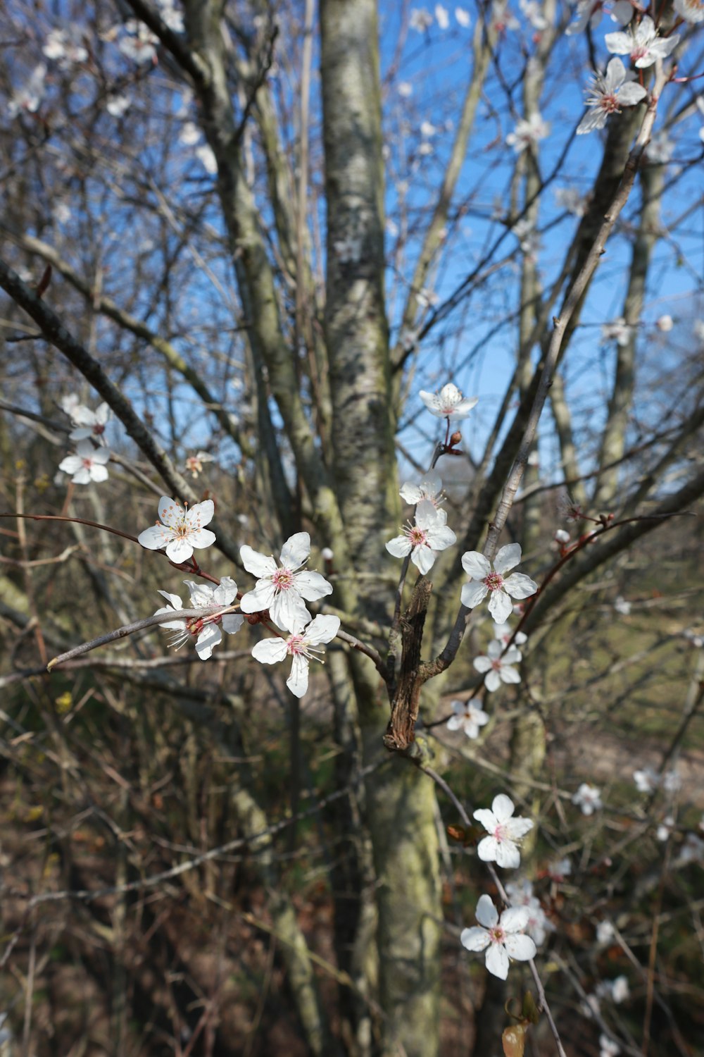 a tree with white flowers in front of a blue sky
