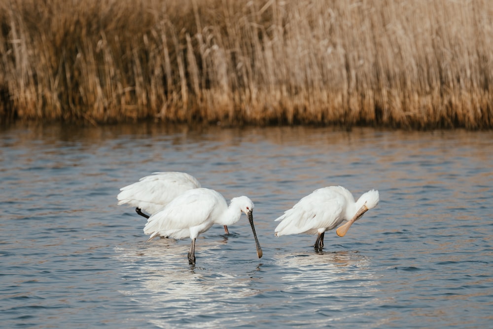three white birds are standing in the water