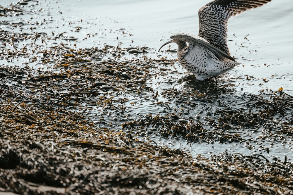 a bird with a fish in it's mouth in the water