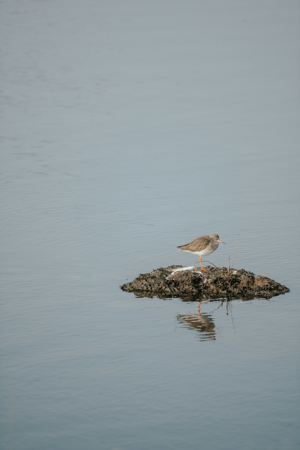 Un uccello è in piedi su una roccia nell'acqua