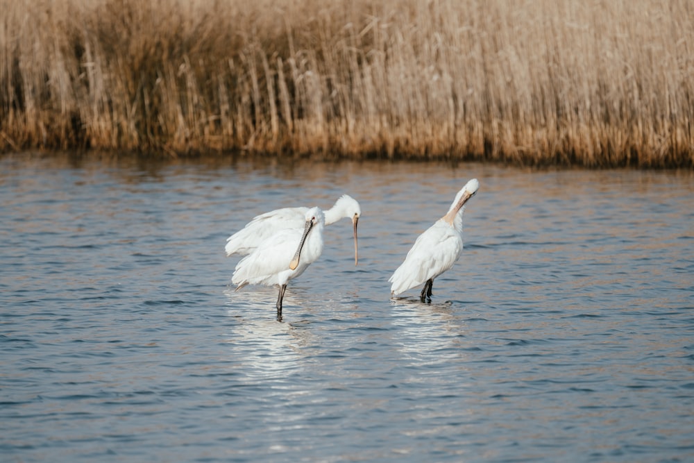 two white birds standing in a body of water