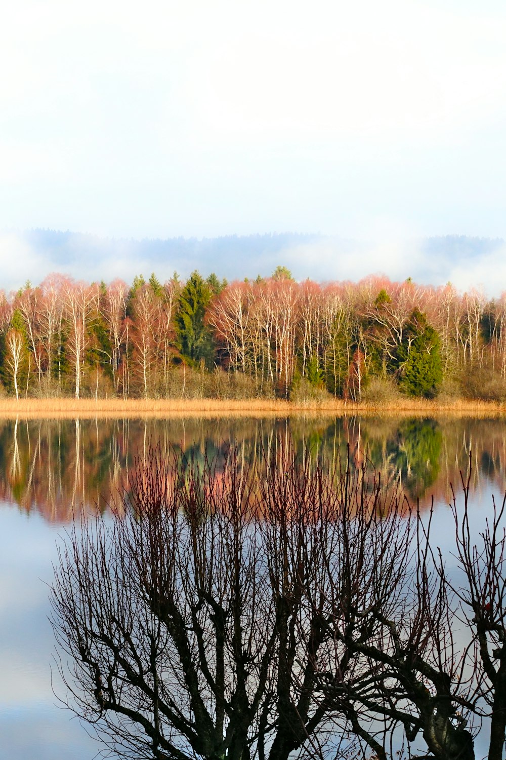 a body of water surrounded by trees with no leaves