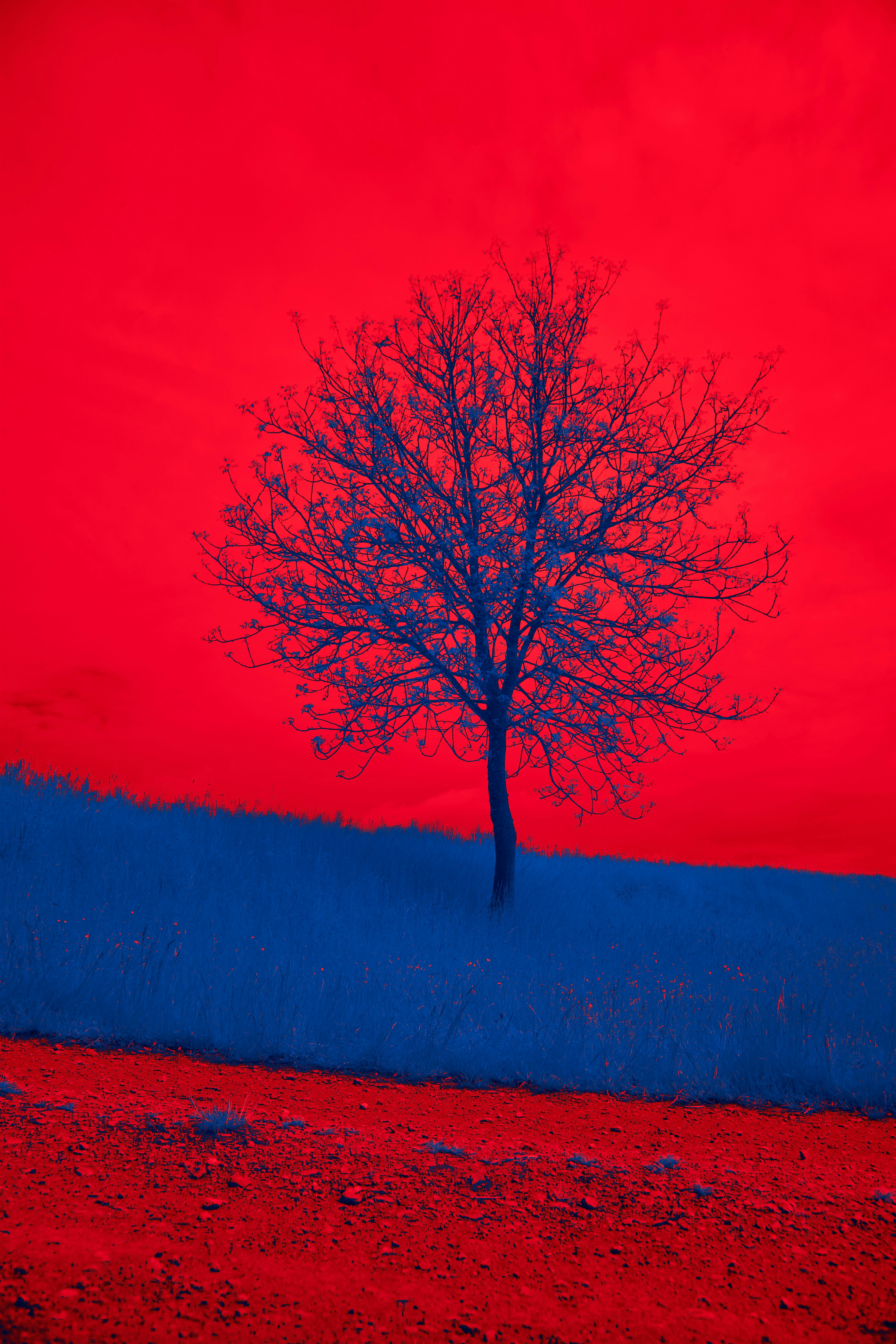 Photo by wolfgang_hasselmann