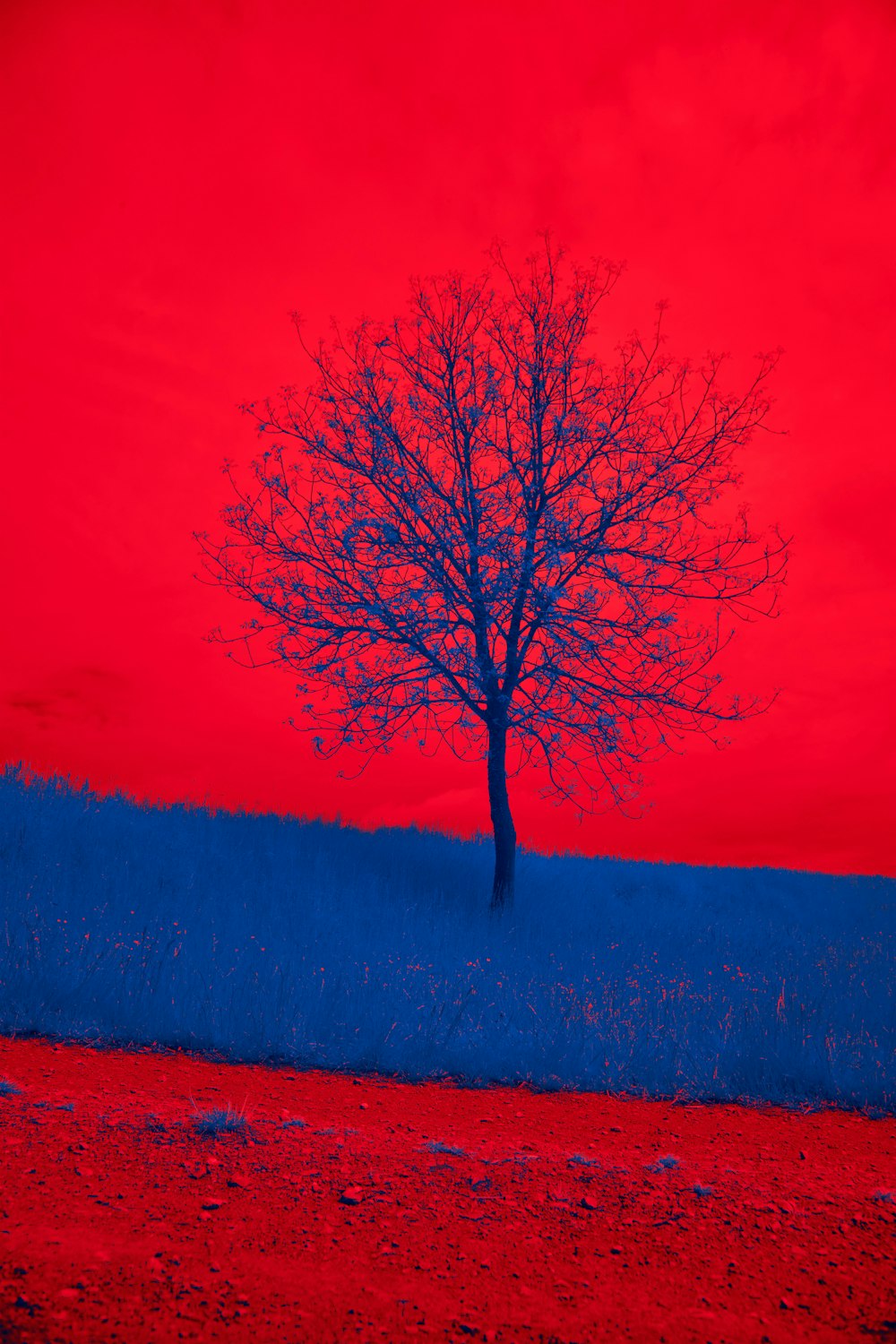 a lone tree in a field with a red sky in the background