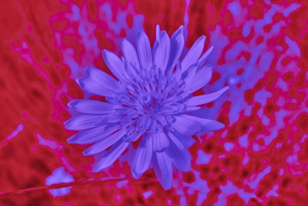 a blue flower with a red background