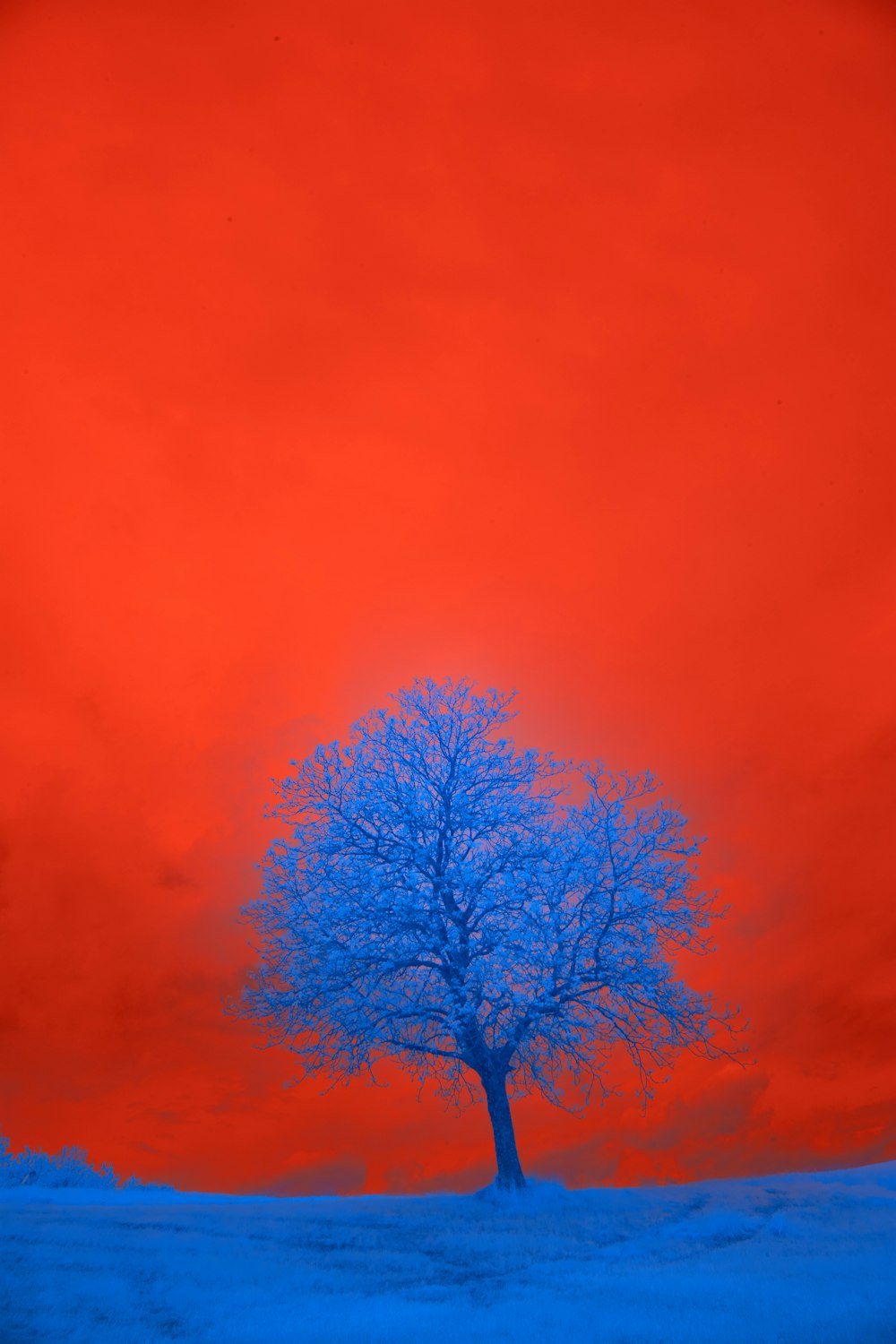 a lone tree in a snowy field under a red sky