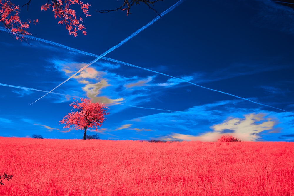 a red field with a lone tree in the middle of it