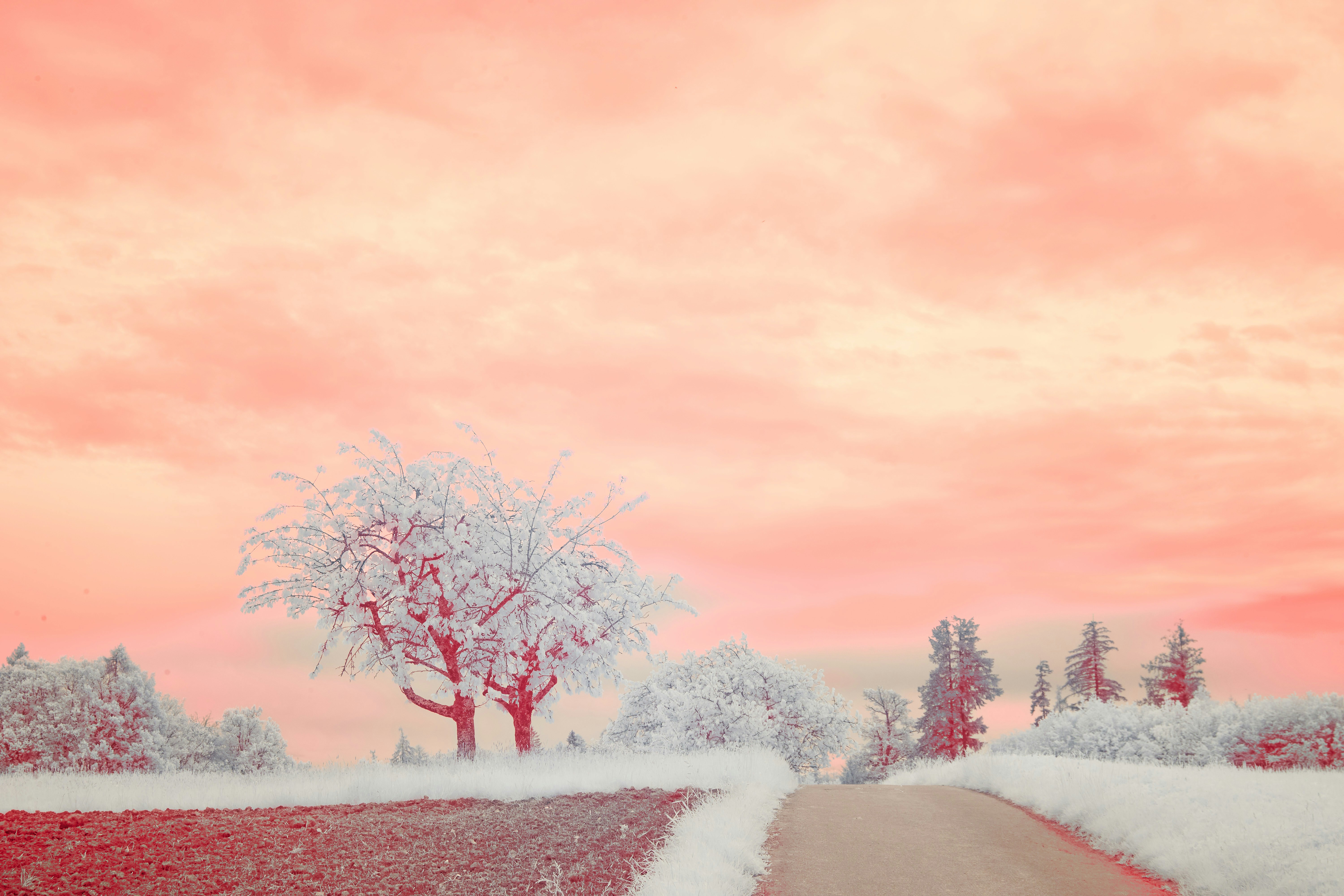 Photo by wolfgang_hasselmann