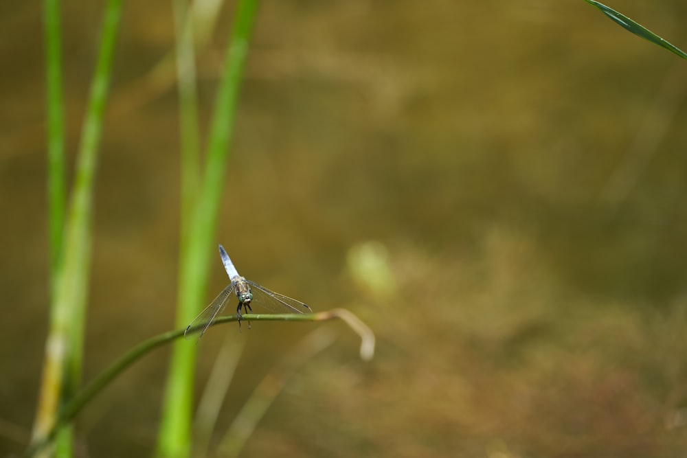 a dragonfly sitting on top of a green plant