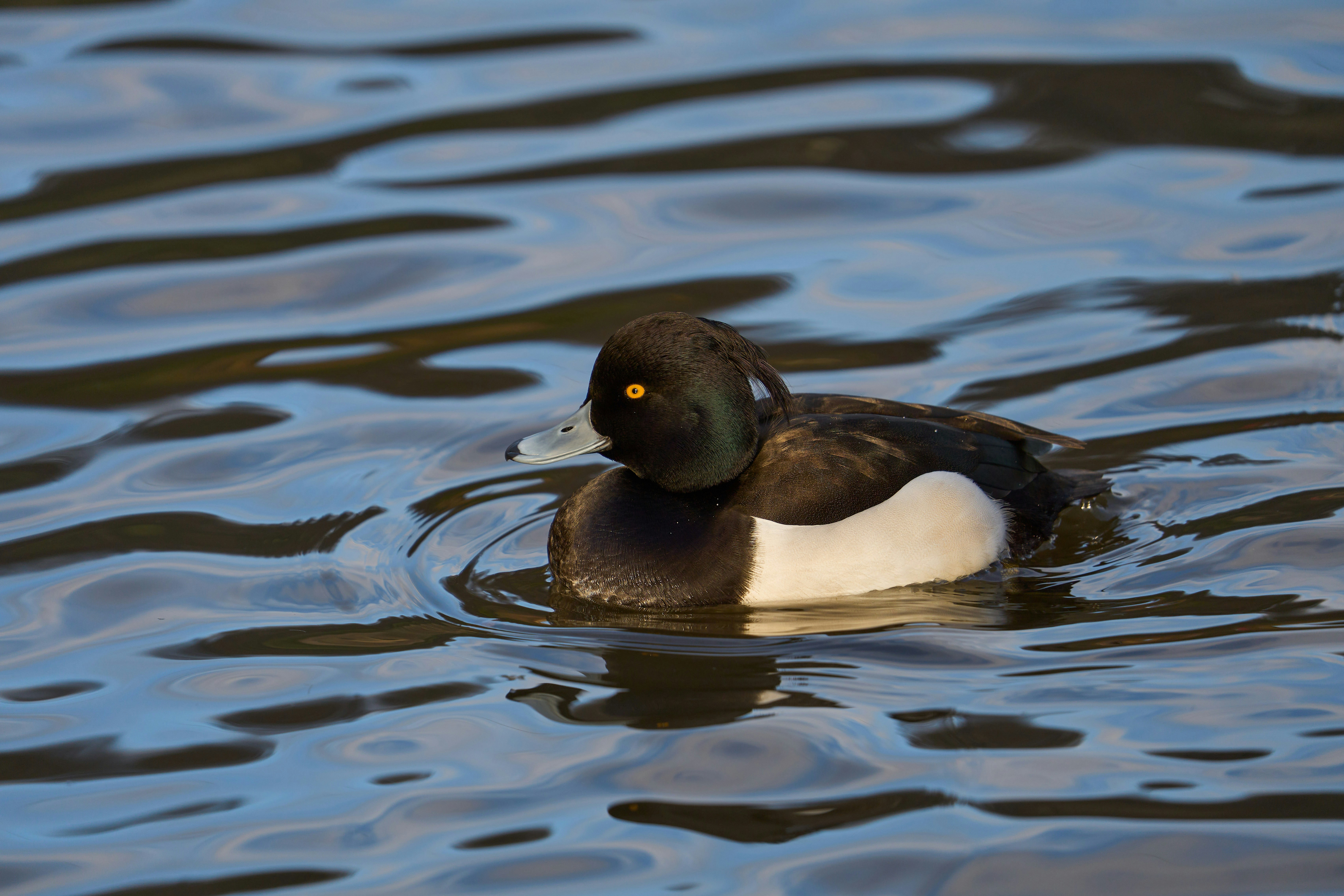 Photo by wolfgang_hasselmann