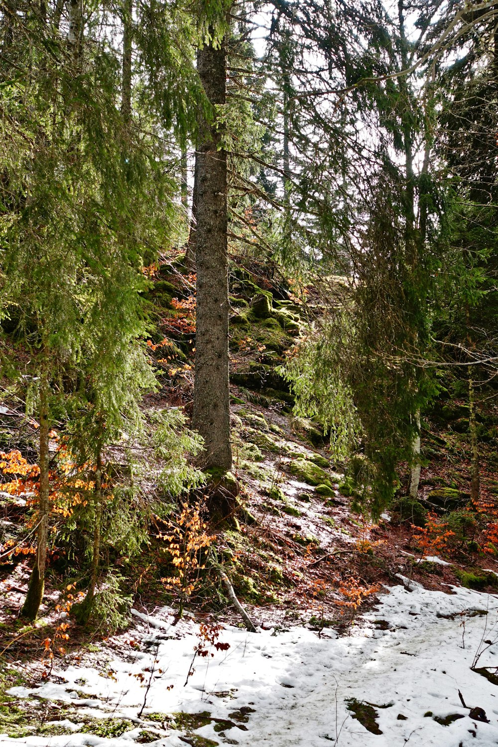 a snow covered forest with trees and snow on the ground