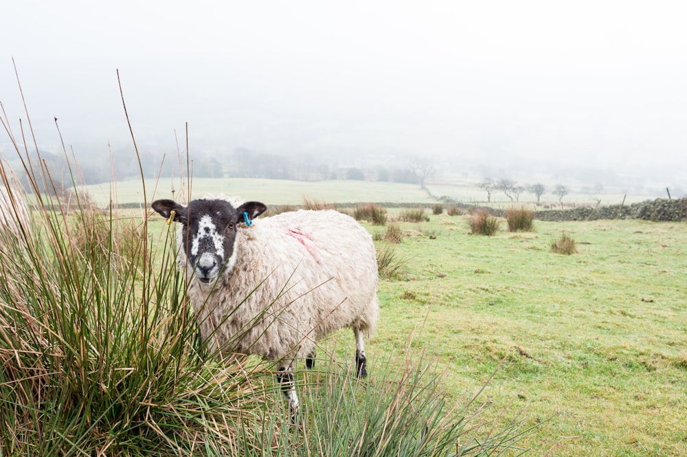 a sheep standing in a field with fog in the background